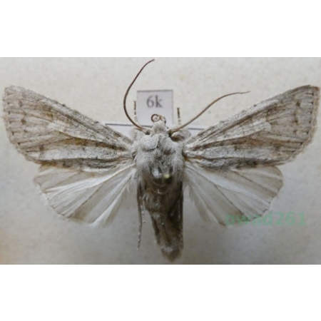 Ammoconia senex (Geyer, 1828) Italy6k